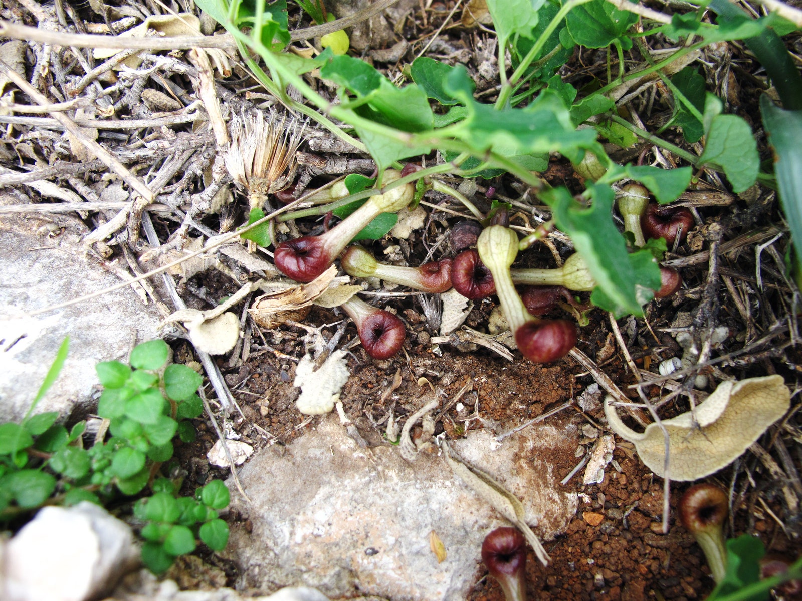 Loài hoa Aristolochia microstoma và đặc trưng thú vị của nó