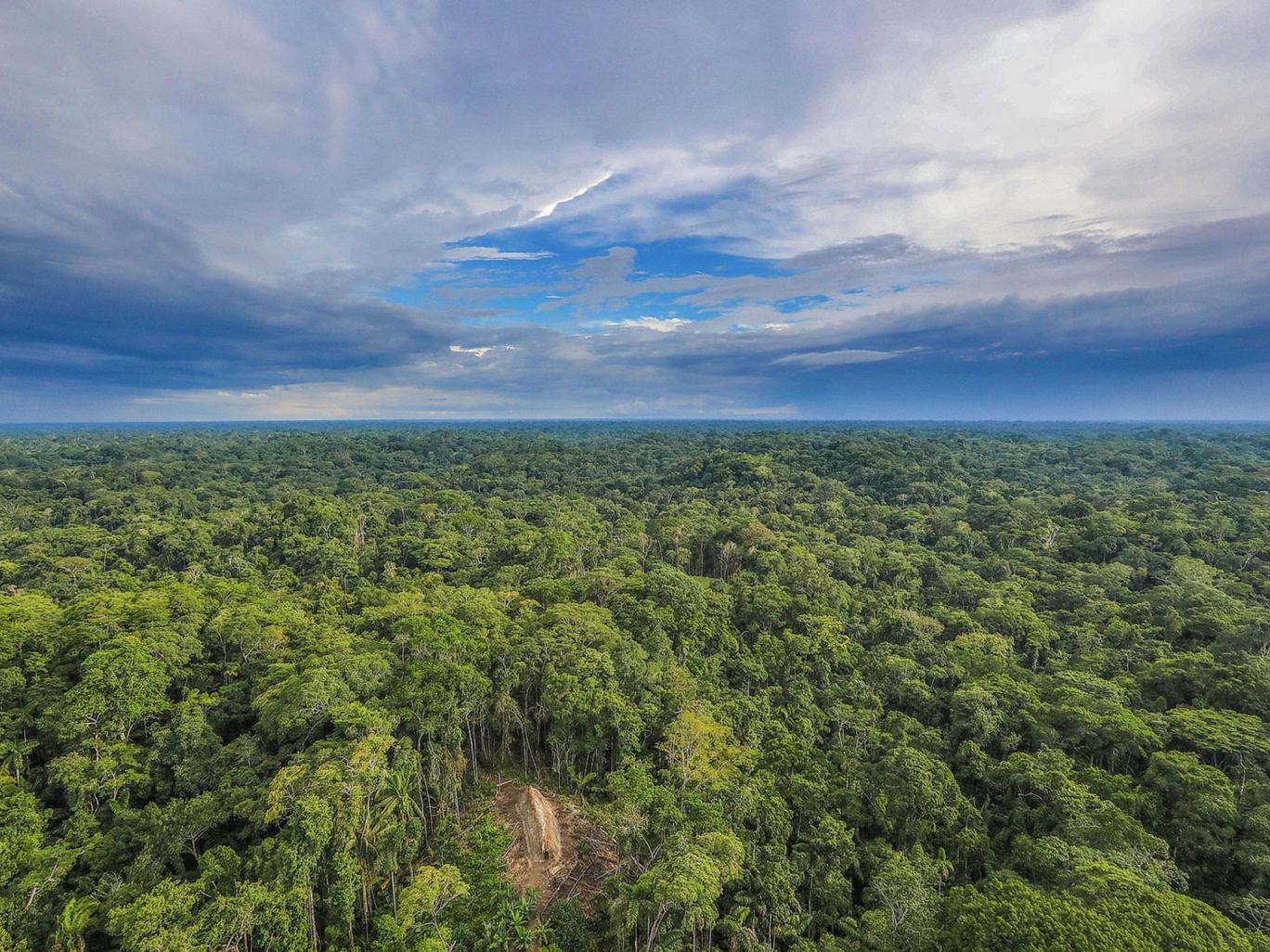 Rừng Amazon thải ra nhiều CO2 hơn lượng hấp thụ