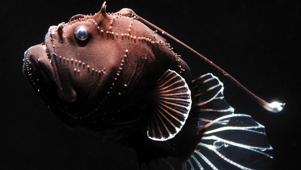 Chiasmodon niger là loài cá vô cùng đáng sợ