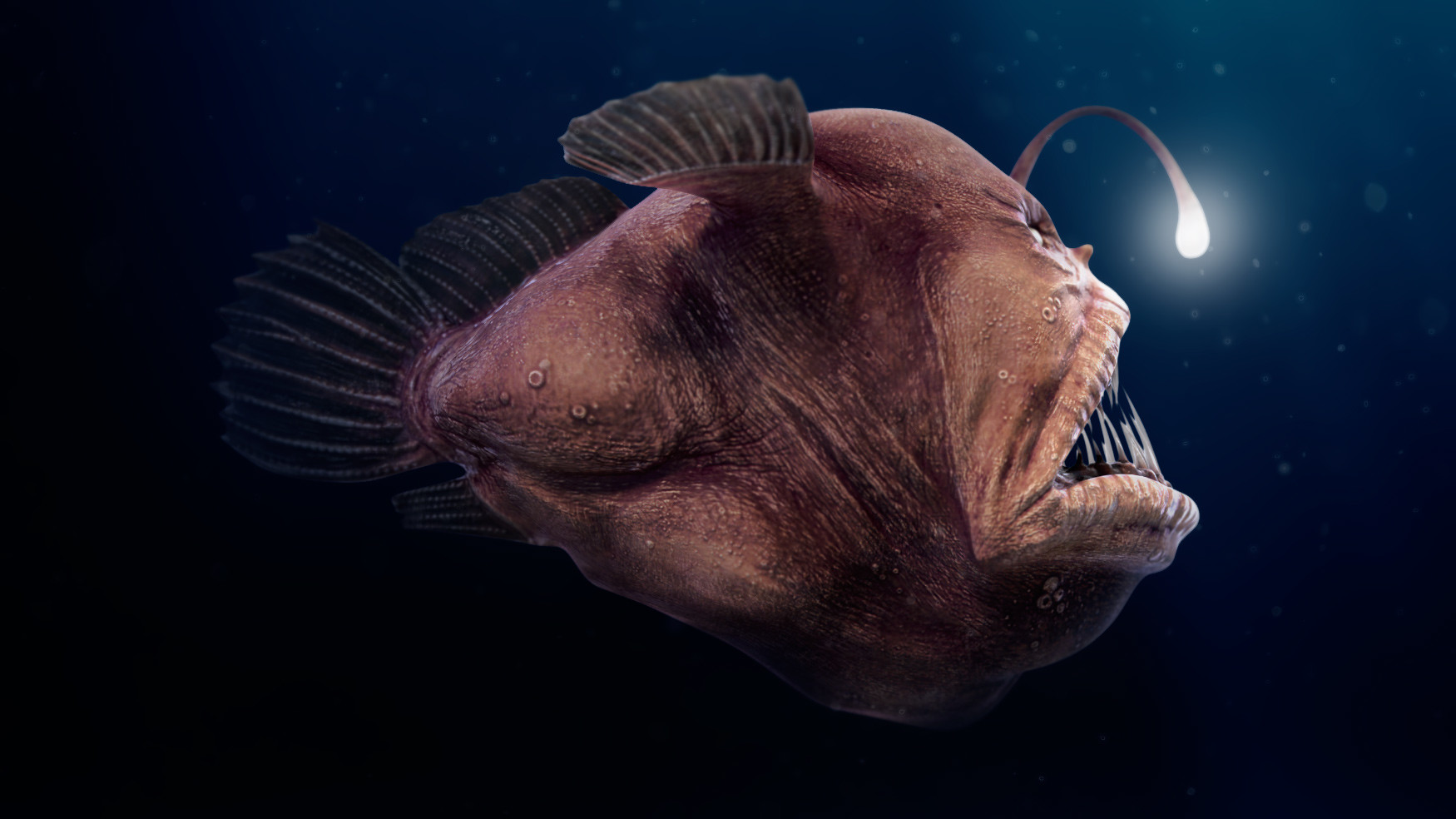 Giới thiệu chung về loài cá quỷ Anglerfish