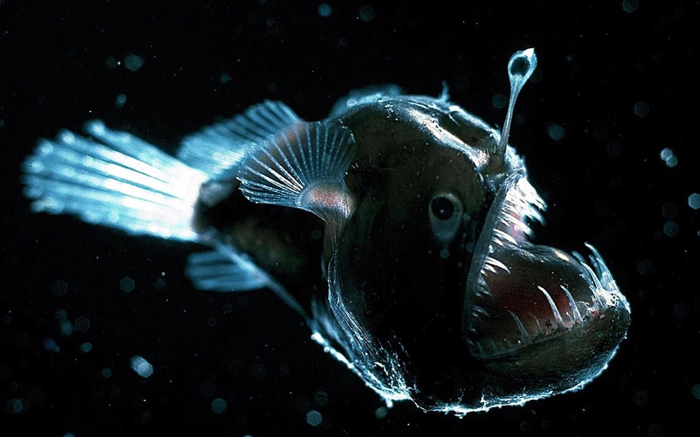 Đặc điểm của loài cá quỷ Anglerfish