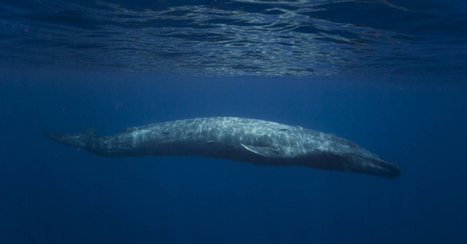 Quần thể cá voi xanh lùn mới được phát hiện