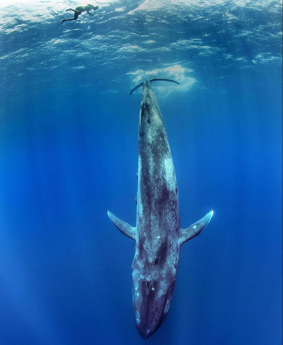 Quần thể cá voi xanh lùn có số lượng lớn