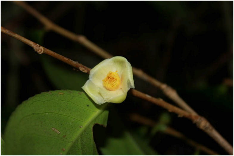 Ba loài thực vật mới phát hiện tại Việt Nam có hoa siêu đẹp