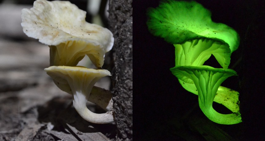 Loài nấm đặc biệt có khả năng phát quang trong bóng tối
