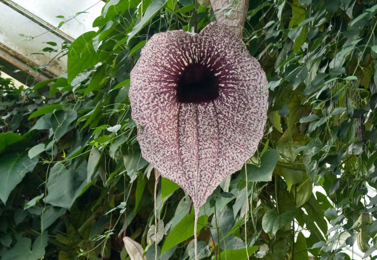 Nhiều loài thực vật có cùng hình thức thụ phấn với loài hoa này