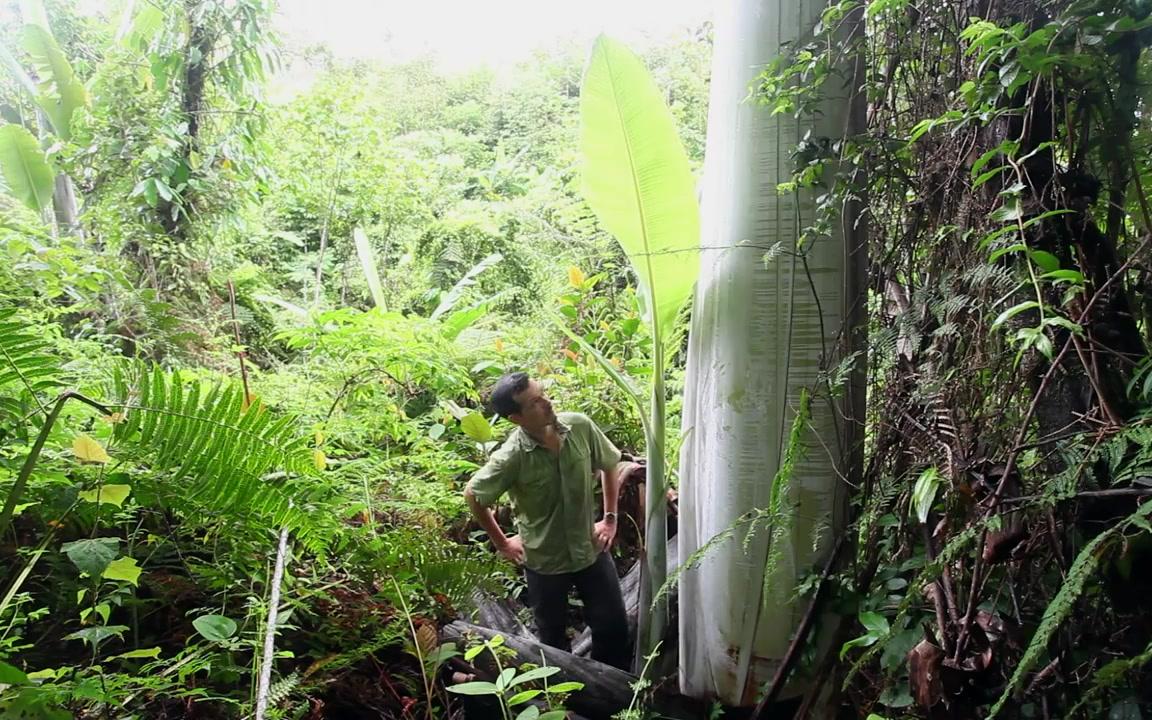 Hình ảnh về giống chuối khổng lồ Musa ingens ở Papua New Guinea gây xôn xao