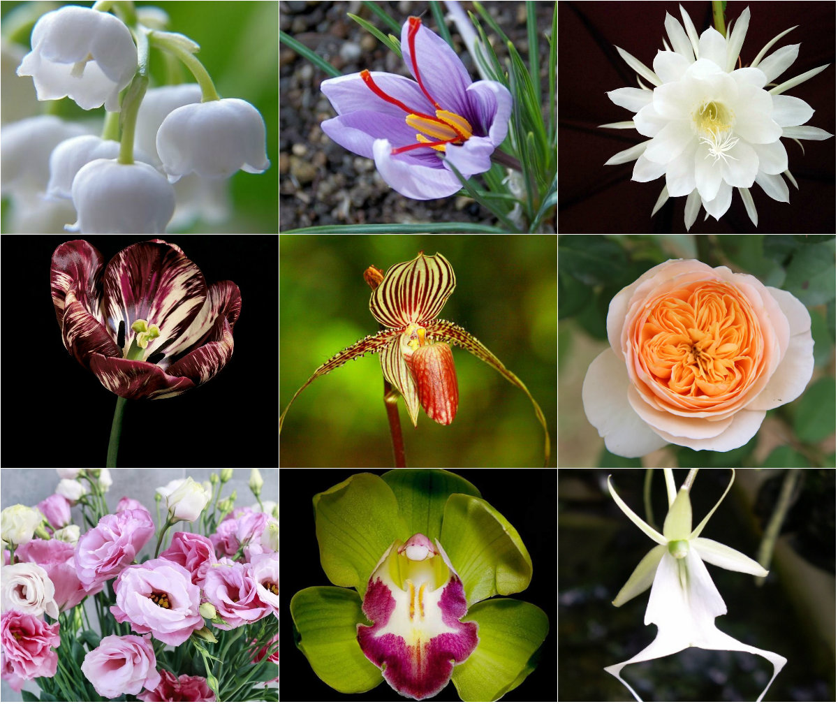 8 loài hoa quý hiếm và khó sở hữu nhất trên thế giới8 loài hoa quý hiếm và khó sở hữu nhất trên thế giới