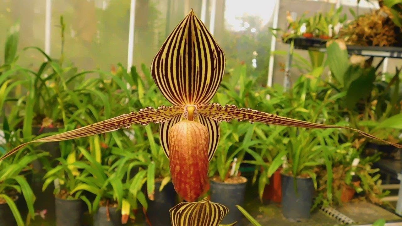 Hoa lan Gold of Kinabalu Orchid lộng lẫy