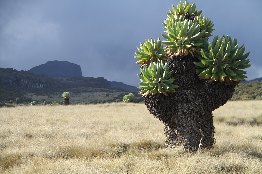Dendrosenecio kilimanjari - loài thực vật kỳ quái trên ngọn núi cao nhất châu Phi