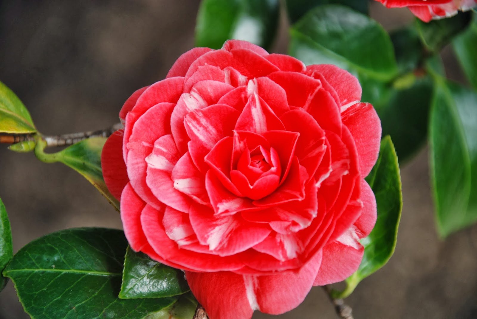 Middlemist's Red - loài hoa đẹp và hiếm gặp nhất thế giới