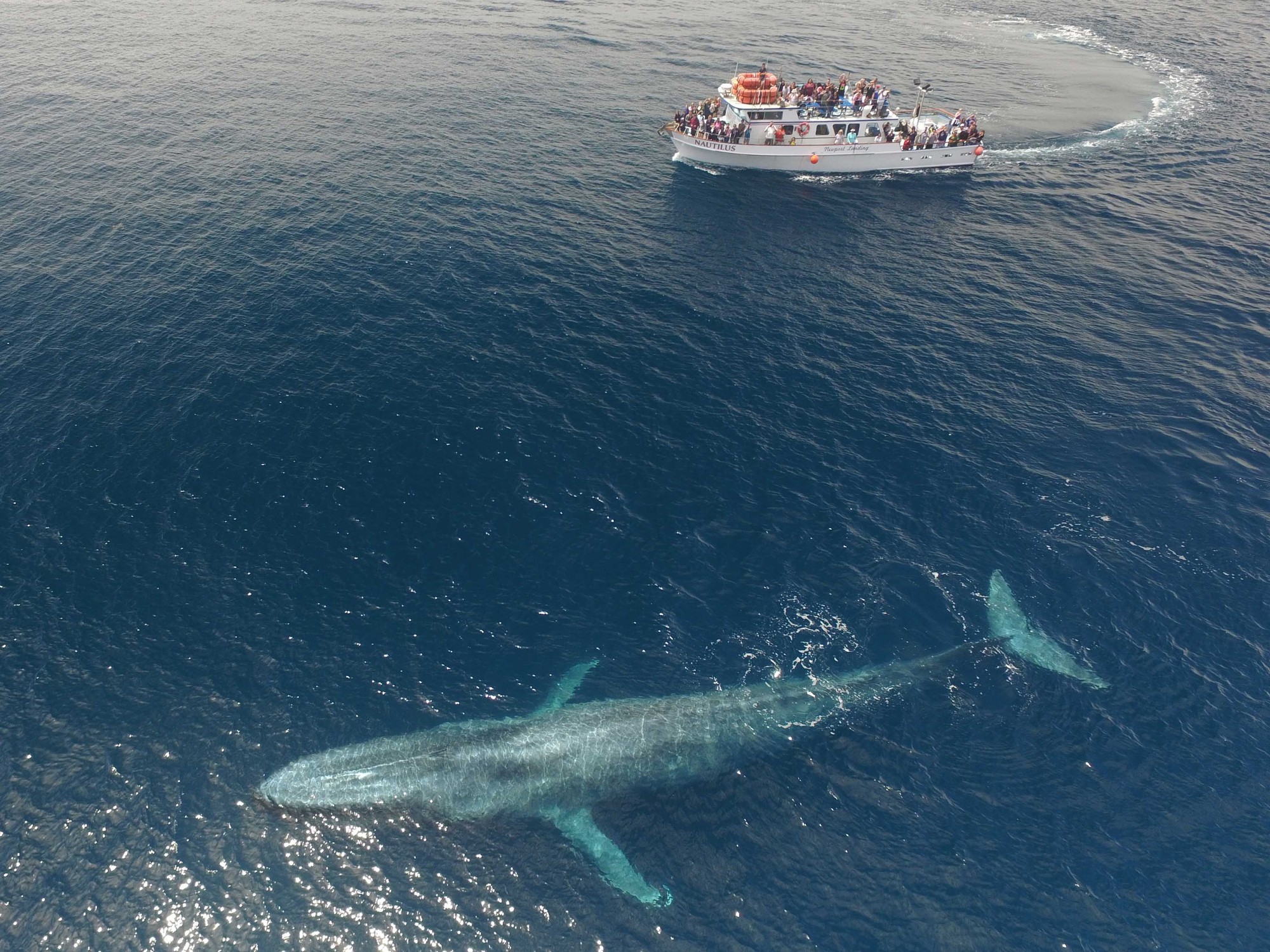 Tìm hiểu loài cá voi xanh lùn mới phát hiện tại Ấn Độ Dương