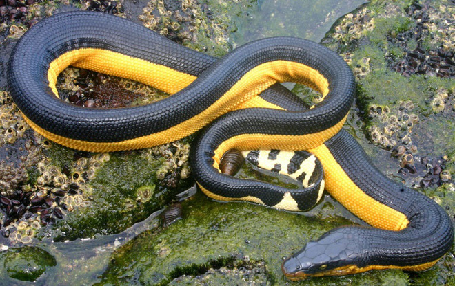 Vụ tấn công thợ lặn xảy ra trong mùa giao phối của rắn biển