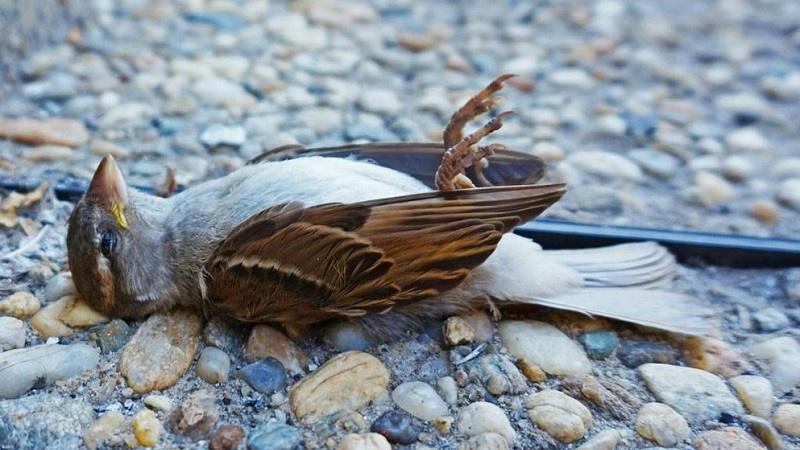 Chim chết hàng loạt sau khi đâm vào tháp chọc trời ở New York