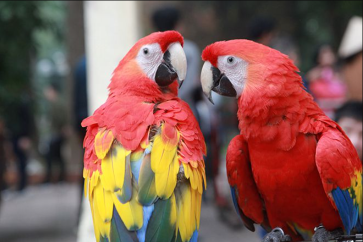 Loài chim và các động vật có vú đang dần thay đổi hình dạng