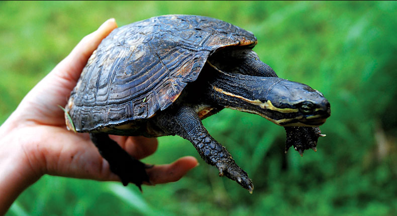 Loài rùa Trung bộ cực hiếm thu hút giới khoa học quốc tế