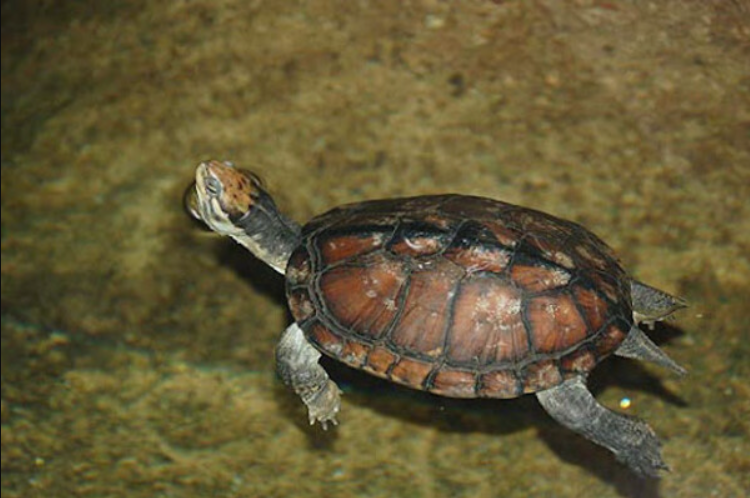 Các nhà khoa học Việt Nam và quốc tế nỗ lực bảo vệ loài rùa Trung Bộ