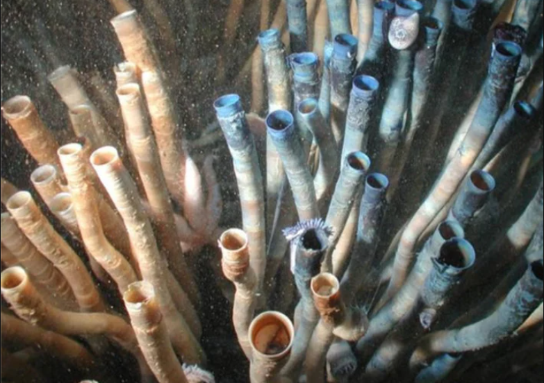Những động vật không xương dưới đại dương sống lâu nhất thế giới
