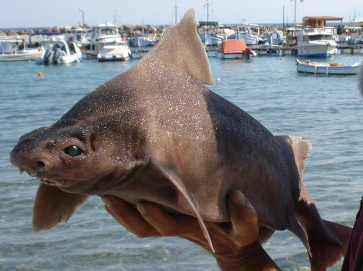 Bất ngờ vớt được cá mập mặt lợn lạ lùng trên biển Địa Trung Hải