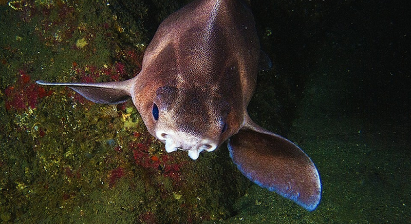 Phát hiện cá mập có khuôn mặt của loài lợn ở Địa Trung Hải