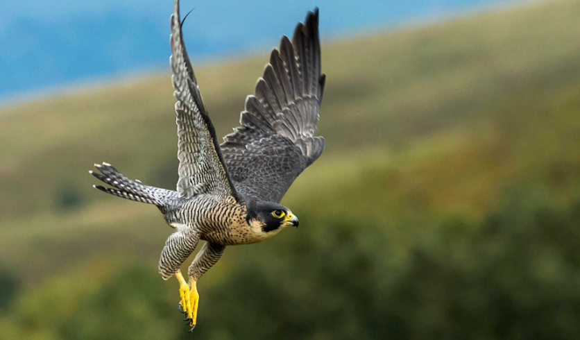Chim ưng peregrine được xem là loài có tốc độ nhanh nhất