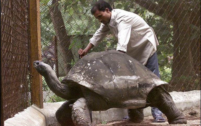 Tuổi thọ rùa Jonathan được Sách Kỷ lục Thế giới Guinness ghi nhận