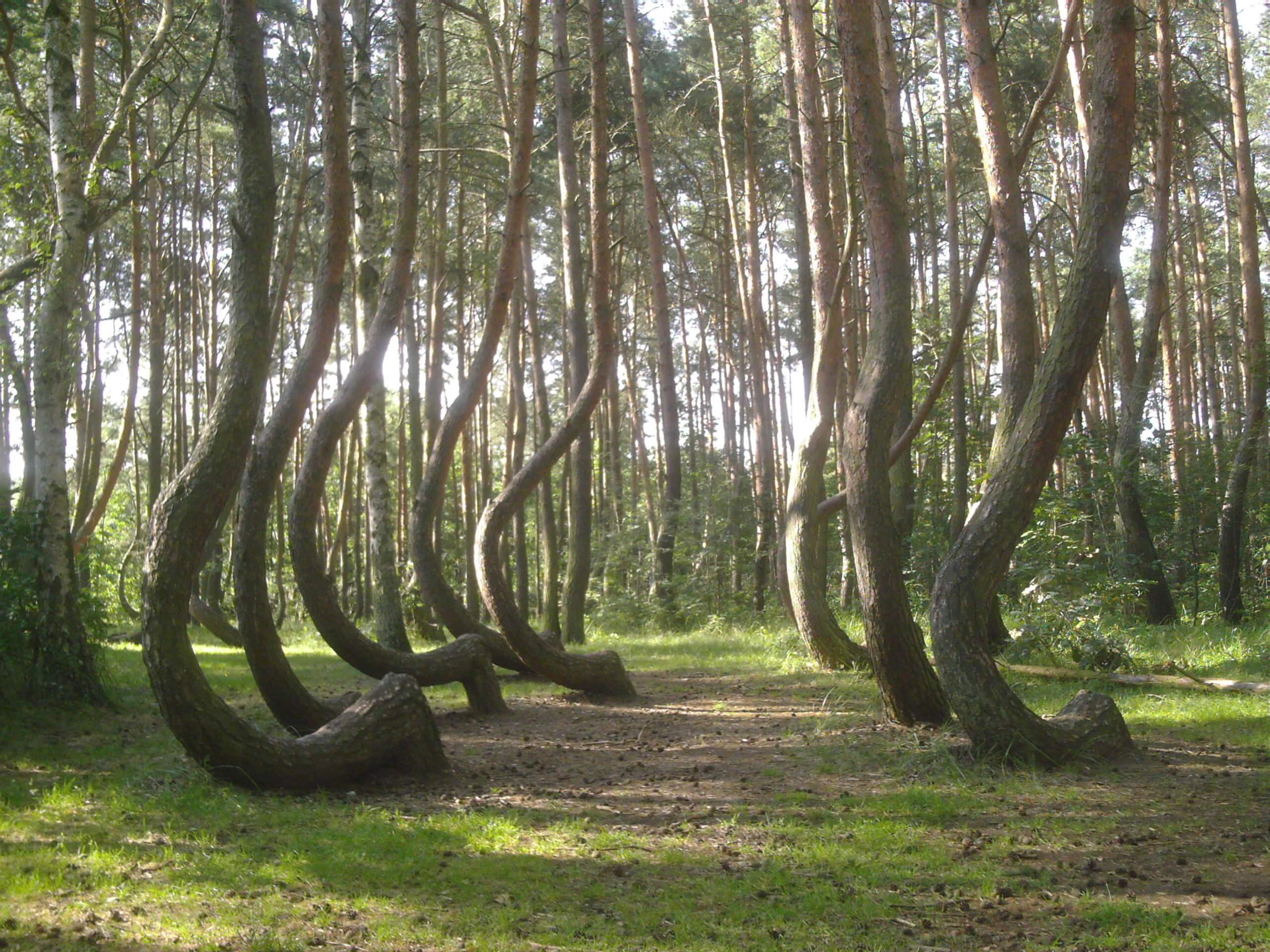Khu rừng "Tam giác quỷ" nằm ở rìa thành phố Cluj Napoca, Transylvania, Romania