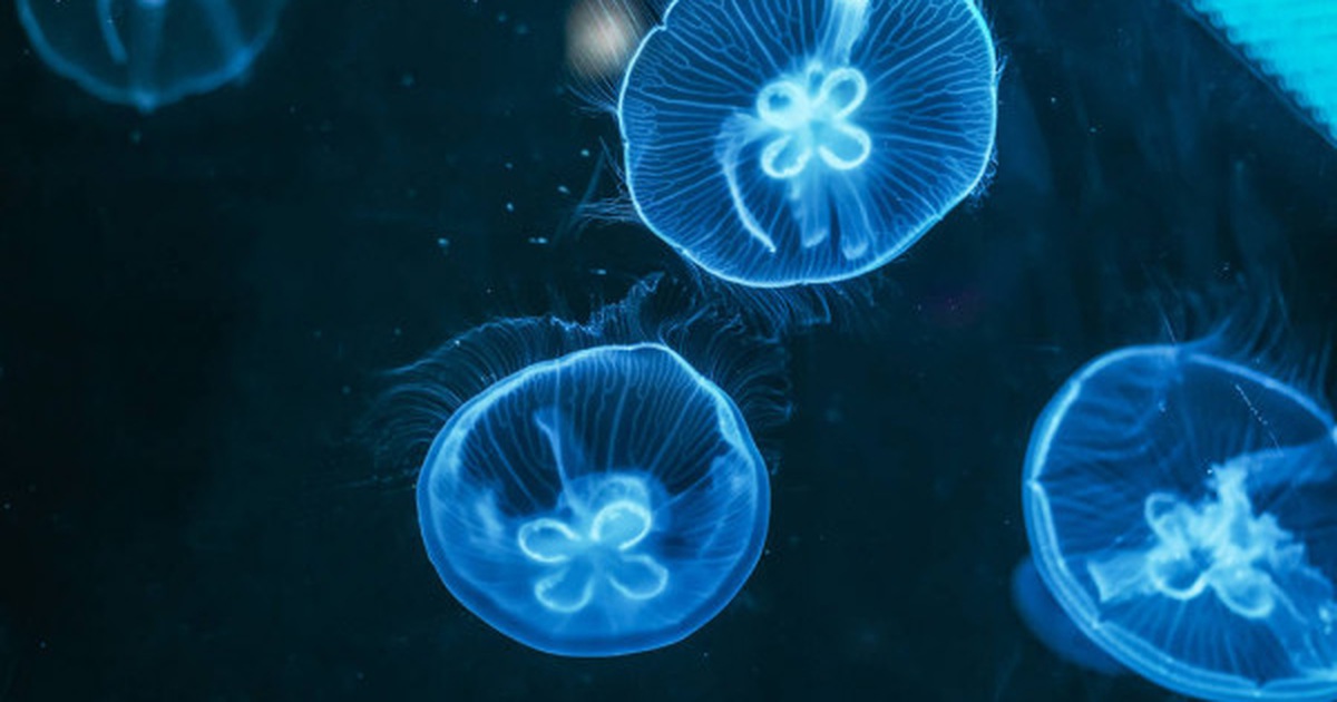 Khám phá những bí mật về loài sứa bất tử