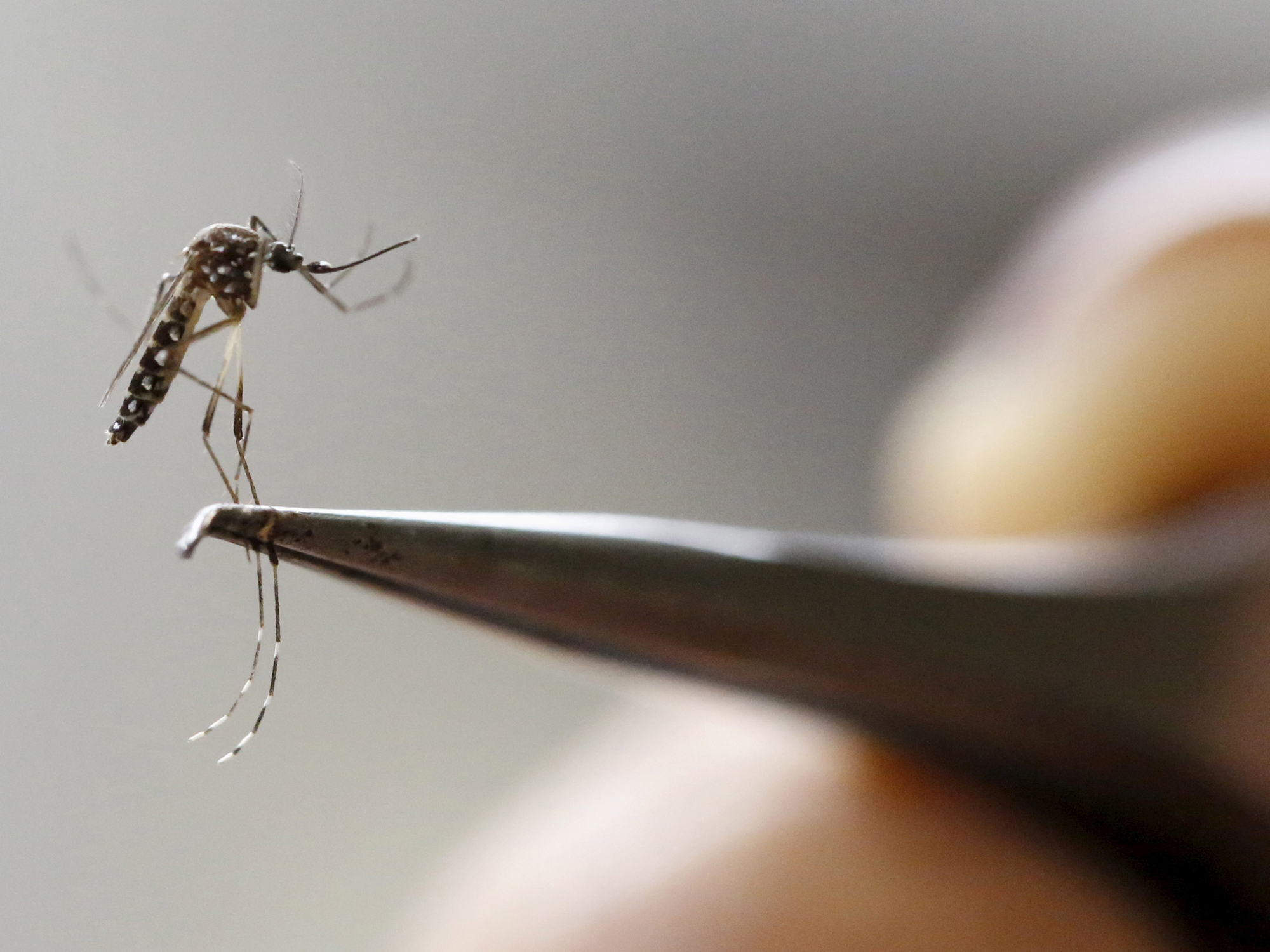 Con muỗi duy nhất ở Iceland được phát hiện từ năm 1980